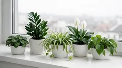 5 pflegeleichte Zimmerpflanzen für Vergessliche: so überleben sie auch ohne tägliches Giessen